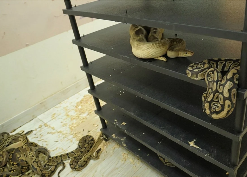 Chinese Man Sentenced to Prison for Illegal Breeding of 300 Pythons Discovered Through Electricity Audit