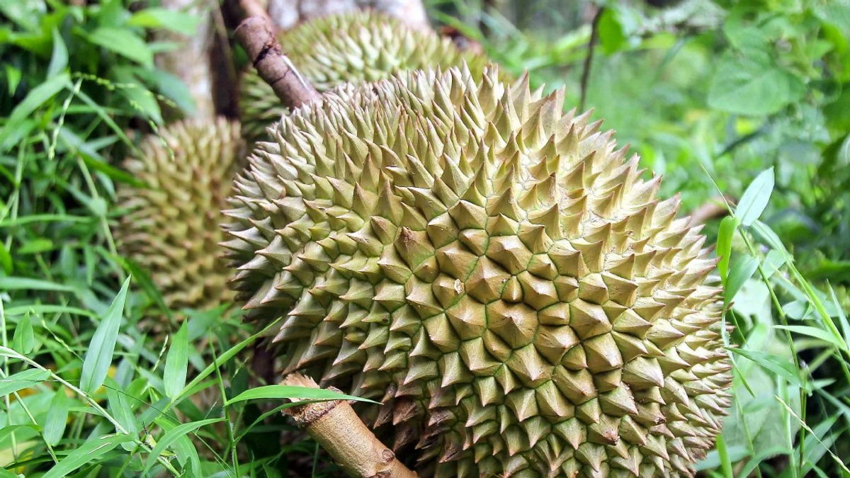 Four arrested over gang robbery at durian orchard in Melaka