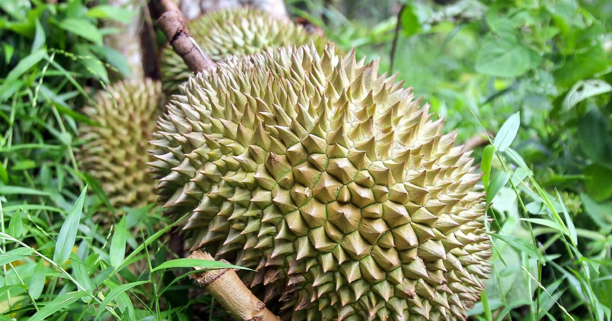 Four arrested over gang robbery at durian orchard in Melaka
