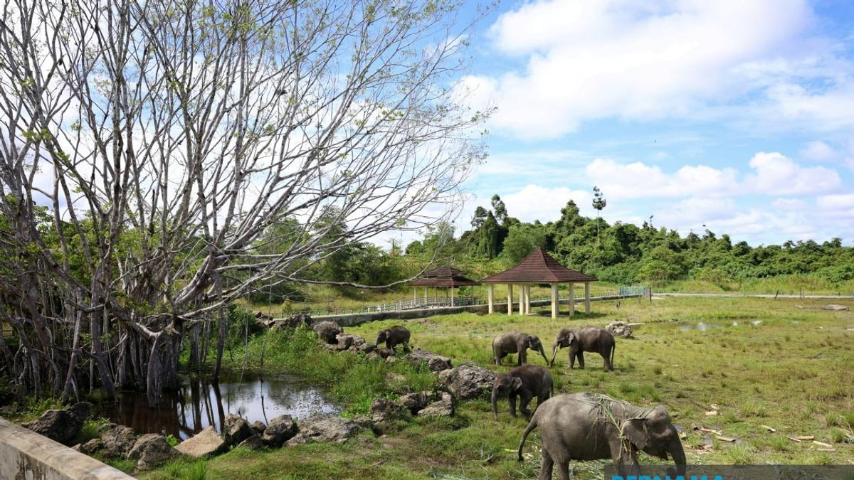 Sabah Tests Elephant Sanctuary Model to Combat Wildlife Conflict
