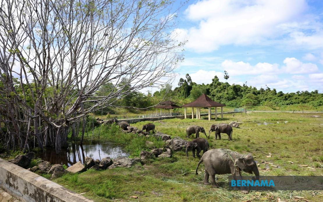 Sabah Tests Elephant Sanctuary Model to Combat Wildlife Conflict