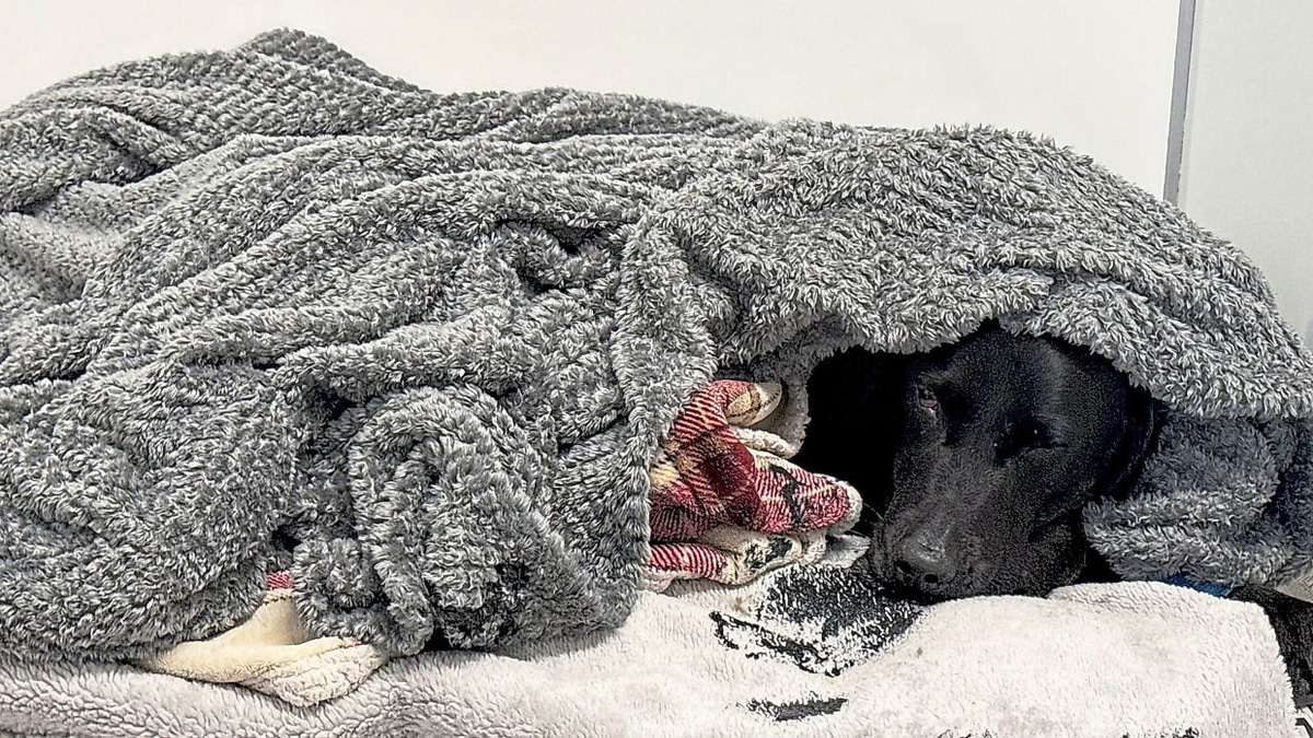 Mountain rescue drama: British dog survives cannabis ingestion on Ben Nevis peak
