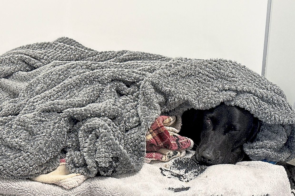 Mountain rescue drama: British dog survives cannabis ingestion on Ben Nevis peak