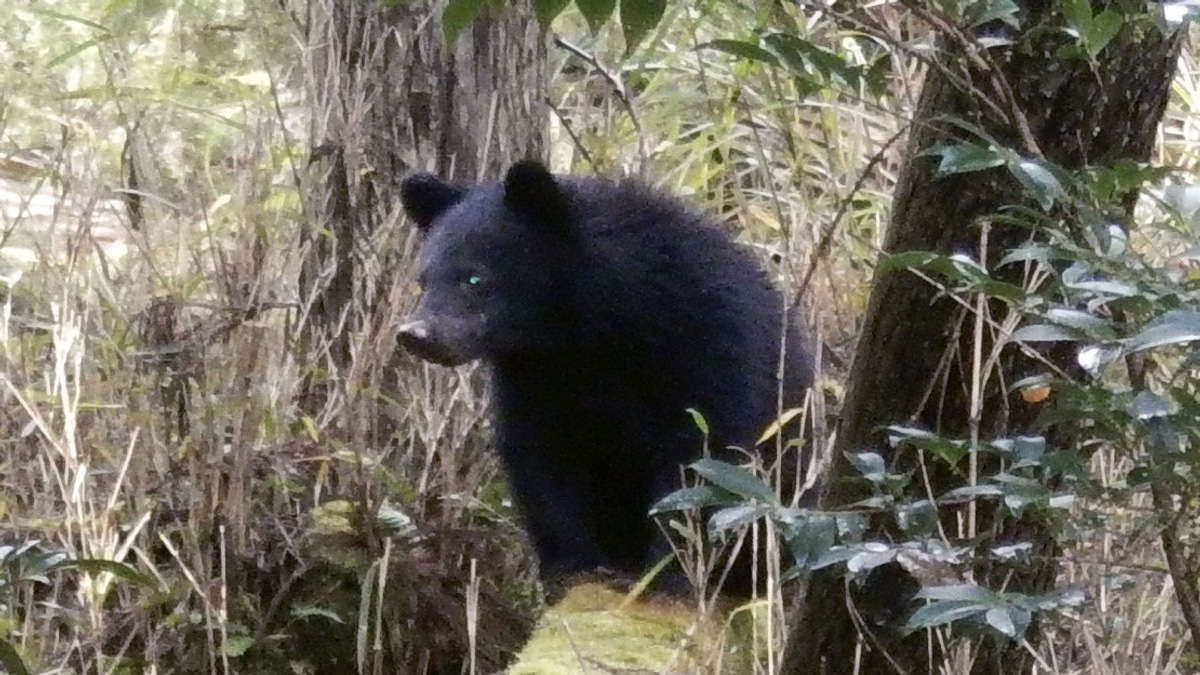 Over 40% of Japanese Municipalities Overwhelmed by Abusive Bear-Complaint Calls