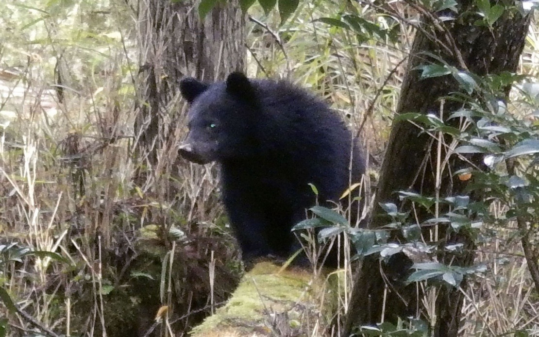 Over 40% of Japanese Municipalities Overwhelmed by Abusive Bear-Complaint Calls