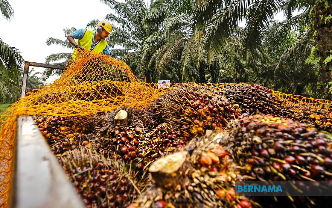 MPOB to Establish RM20-25 Million Research Station in Melaka