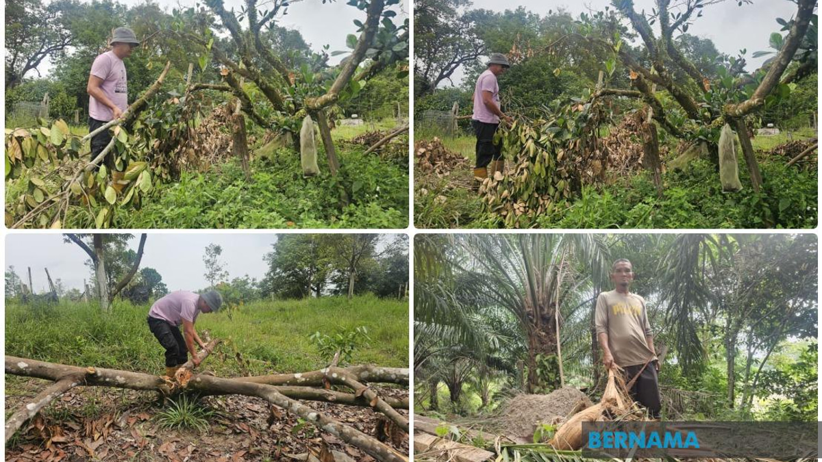 Elephant Incursions Into Terengganu Housing Estate Spark Concern Over Habitat Loss