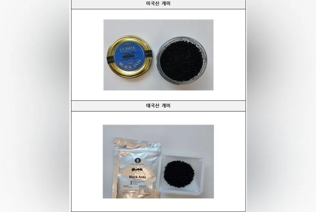 South Korean Michelin-starred chef faces jail for serving unapproved ants as culinary garnish
