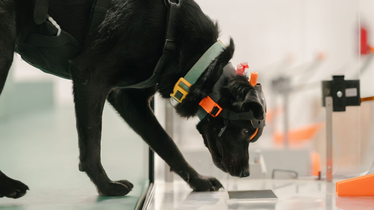Indian startup harnesses dogs' extraordinary sense of smell to democratise cancer screening across Asia