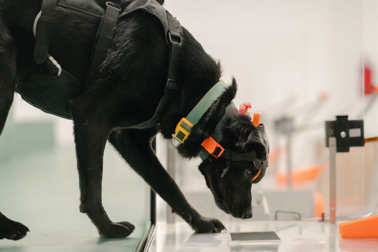 Indian startup harnesses dogs' extraordinary sense of smell to democratise cancer screening across Asia