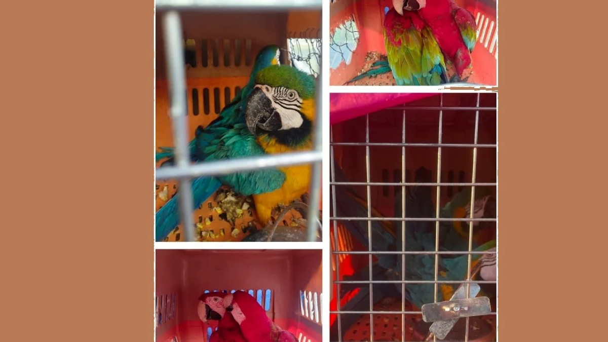 Eight Protected Macaws Worth RM400,000 Seized in Kelantan Wildlife Smuggling Bust