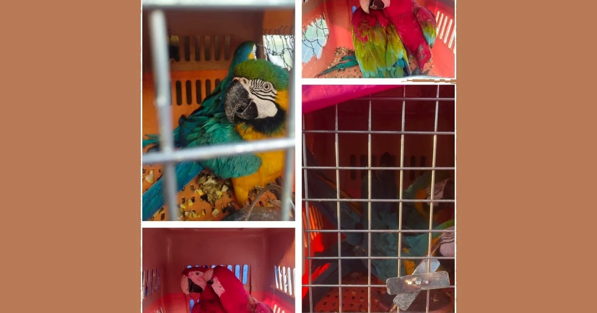 Eight Protected Macaws Worth RM400,000 Seized in Kelantan Wildlife Smuggling Bust