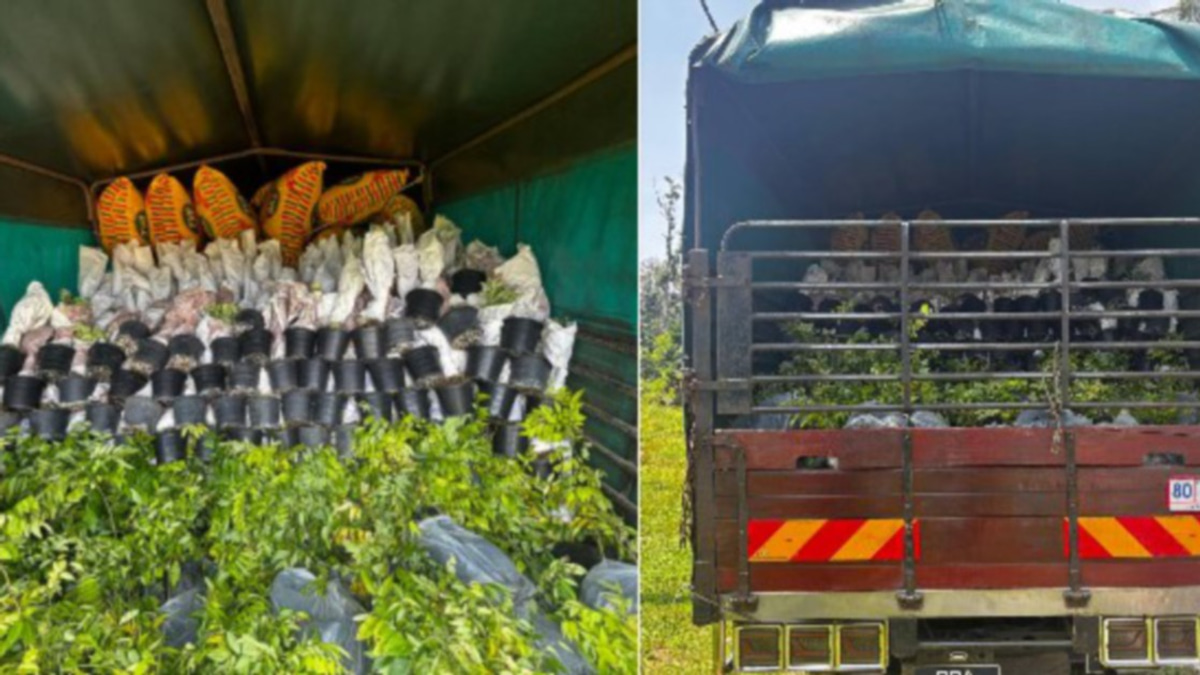 Lorry driver held in RM200,000 smuggled plant sapling bust at Kelantan border