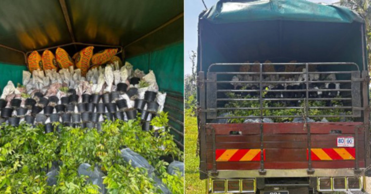 Lorry driver held in RM200,000 smuggled plant sapling bust at Kelantan border