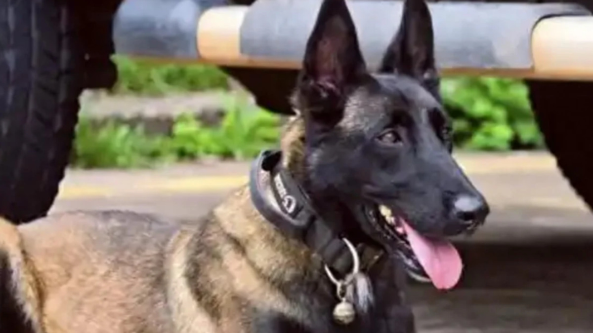 Chinese Police Dog's Six-Month Vigil for Injured Handler Stirs Millions Online