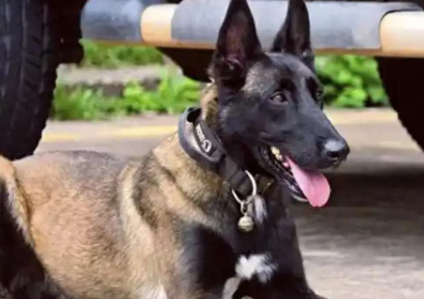 Chinese Police Dog's Six-Month Vigil for Injured Handler Stirs Millions Online