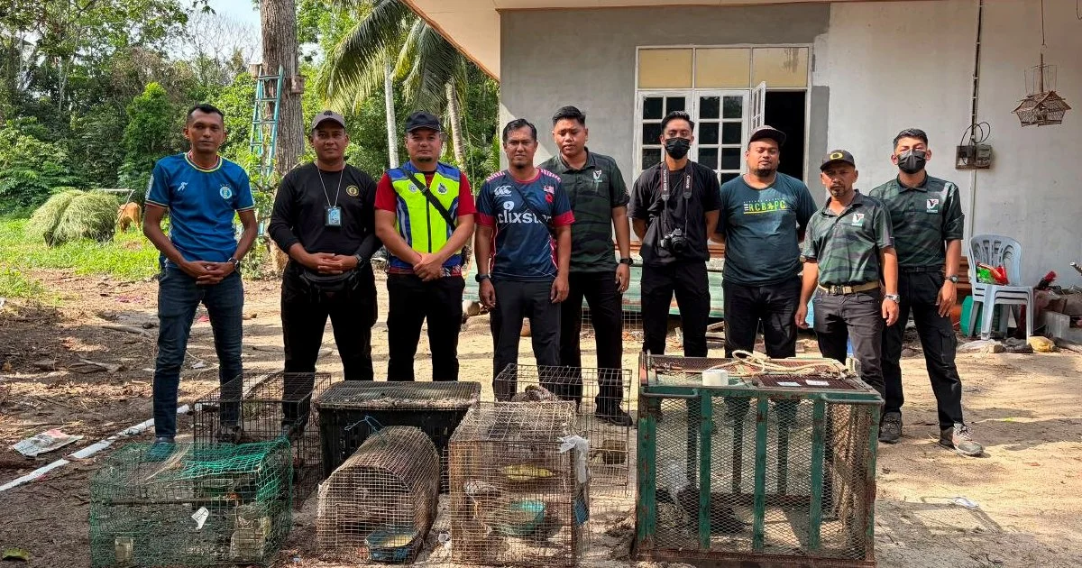 Teenager Held With Nearly RM50,000 In Protected Wildlife Seized In Kelantan Raid