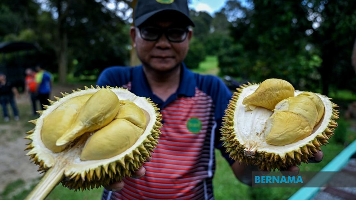 MARDI Advances Durian Breeding Programme with 25,000 MS88 Trees Planted Nationwide
