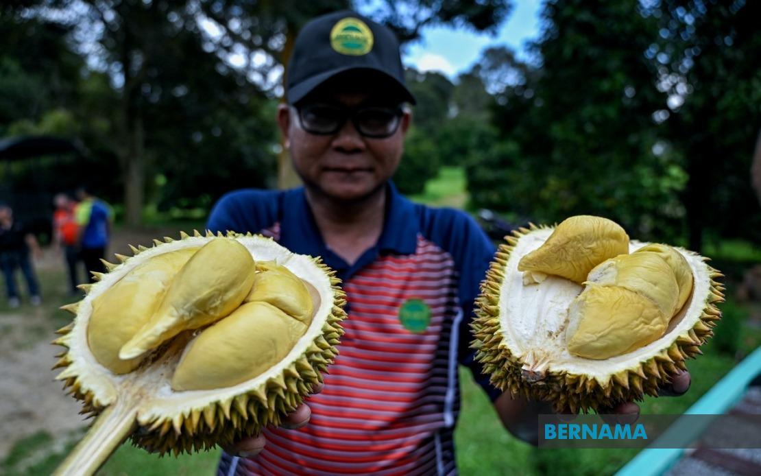 MARDI Advances Durian Breeding Programme with 25,000 MS88 Trees Planted Nationwide