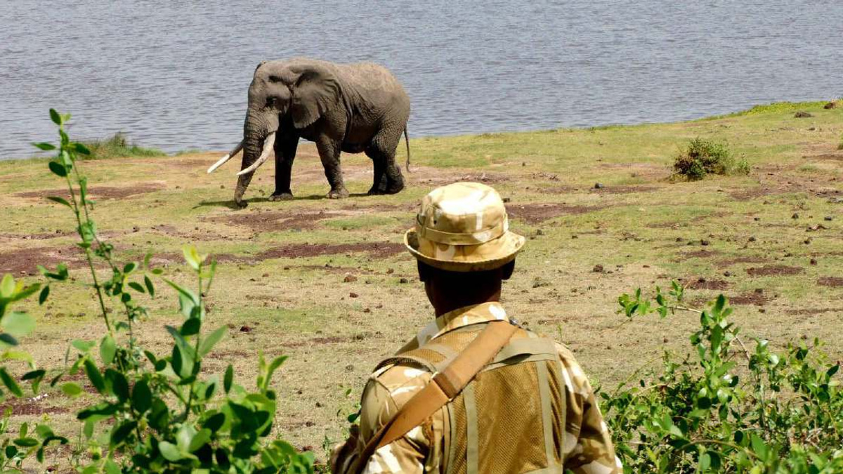 Kenya Launches Urgent Investigation into Sudden Deaths of 15 Elephants at Amboseli Park