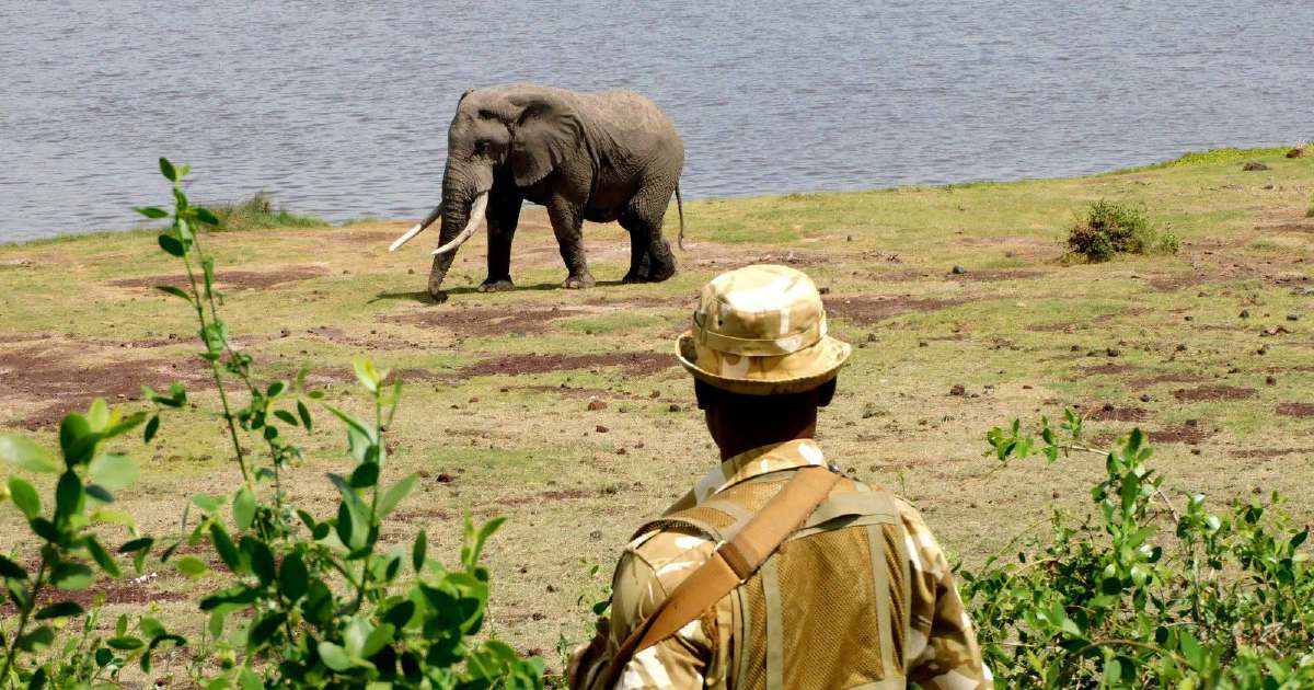 Kenya Launches Urgent Investigation into Sudden Deaths of 15 Elephants at Amboseli Park