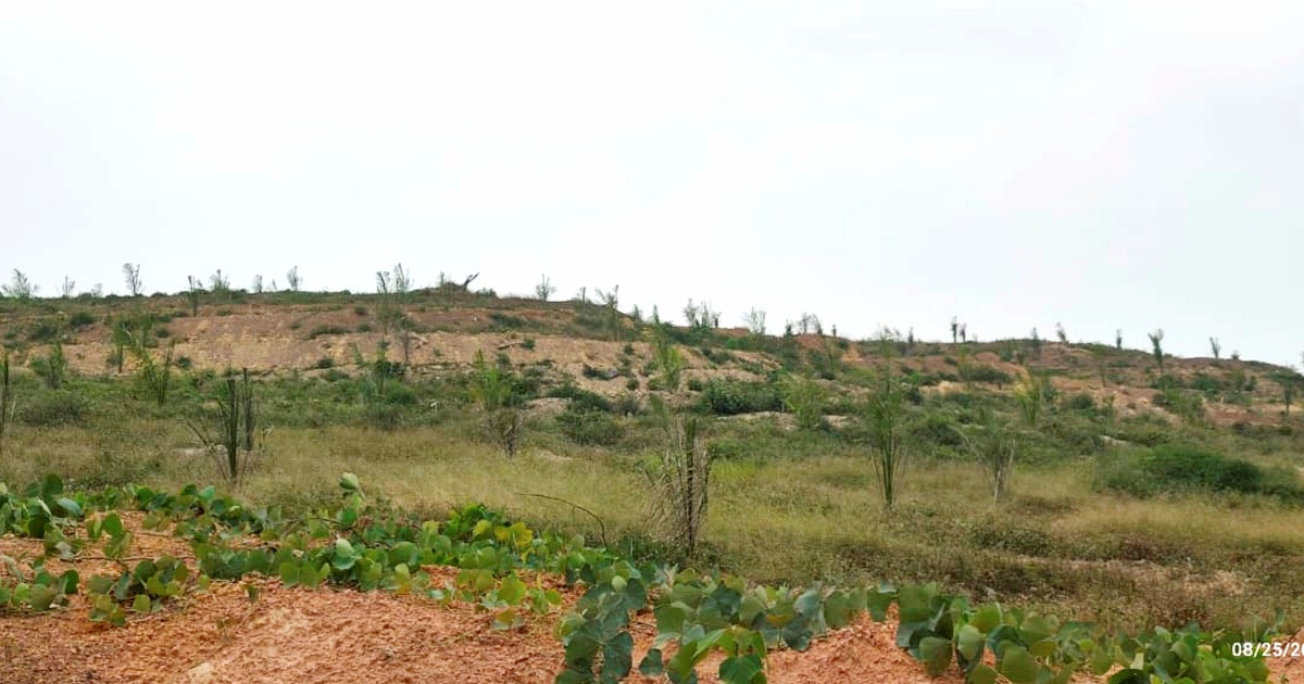 Felda Palong 7 Settlers Lodge MACC Report Over Substandard Oil Palm Seedling Supply