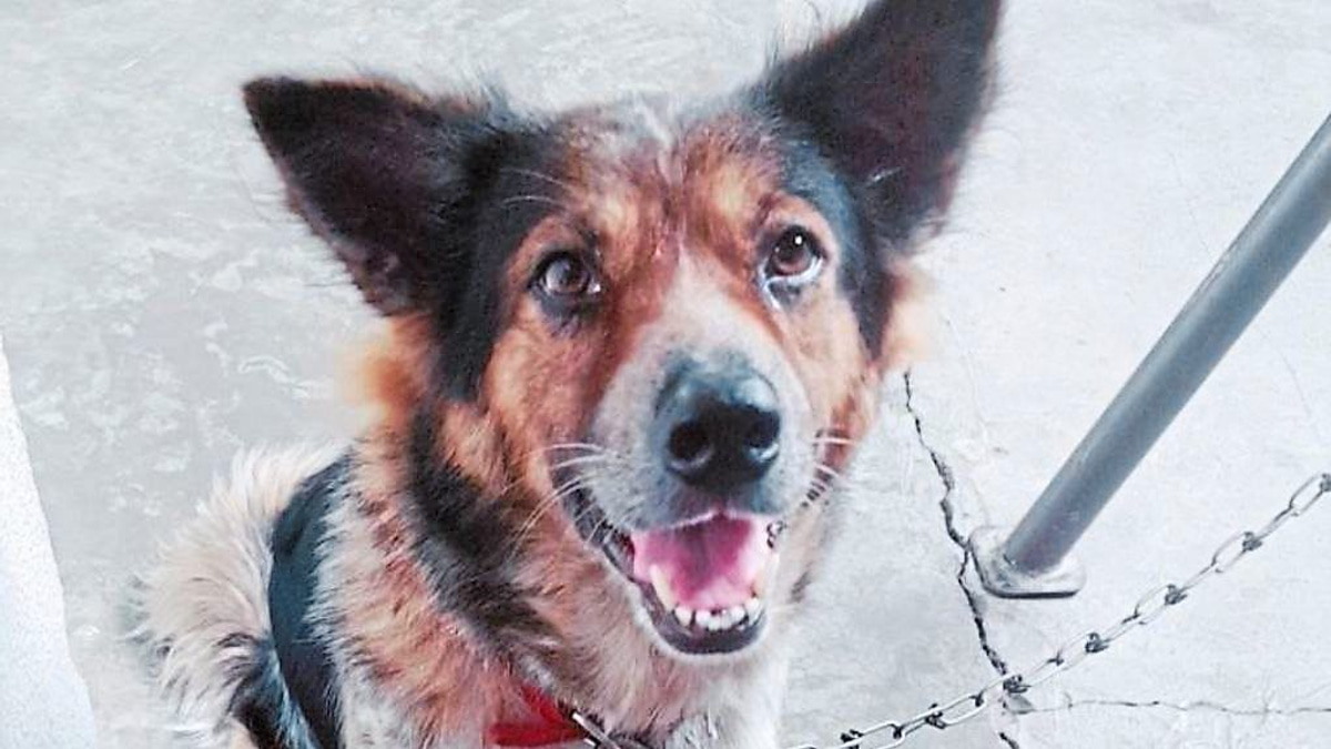 The Case for Emergency Veterinary Services: Why Malaysia Needs 24-Hour Animal Care Infrastructure