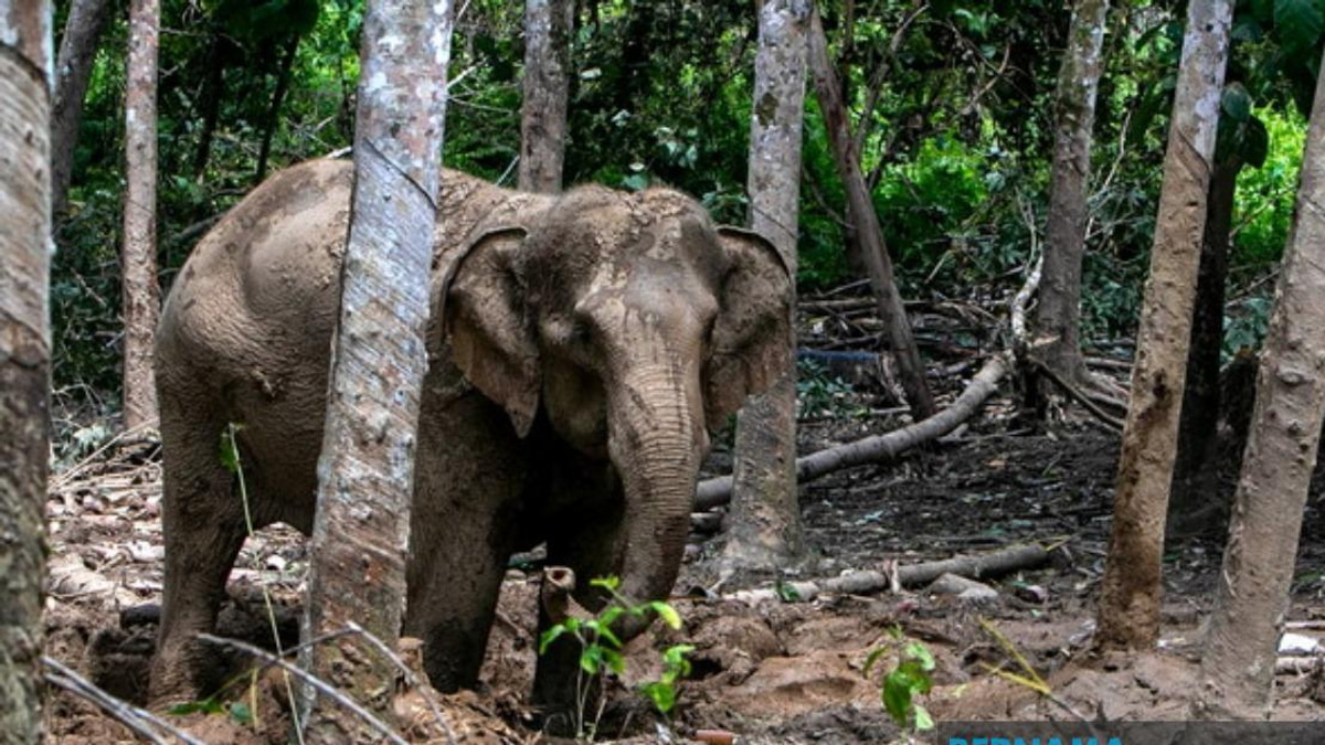 Orang Asli Villager Attacked by Elephant During Wildlife Incursion in Perak