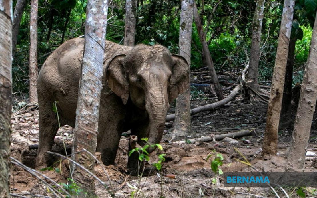 Orang Asli Villager Attacked by Elephant During Wildlife Incursion in Perak
