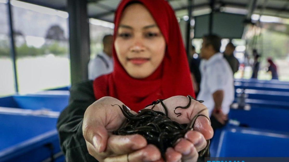 PTSS Builds Eel Farming Capacity in Perlis, Blending Education with Community Economic Development