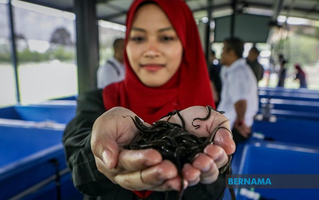 PTSS Builds Eel Farming Capacity in Perlis, Blending Education with Community Economic Development