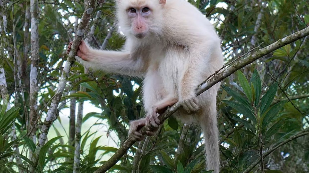 Rare white macaque in Philippines triggers urgent conservation push