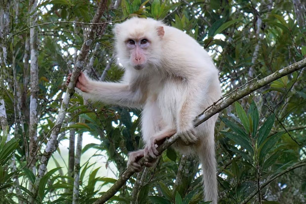Rare white macaque in Philippines triggers urgent conservation push