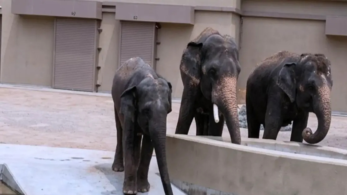 NGO Alleges RM50 Million Diverted in Elephant Transfer Deal with Japan
