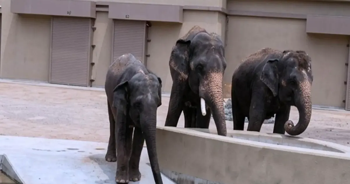 NGO Alleges RM50 Million Diverted in Elephant Transfer Deal with Japan