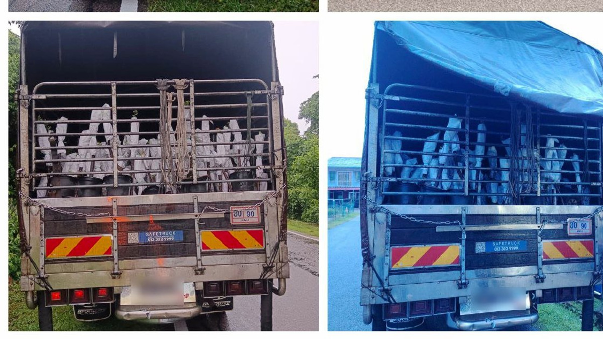Lorry Driver and Attendant Arrested with RM85,000 Smuggled Plant Saplings from Thailand