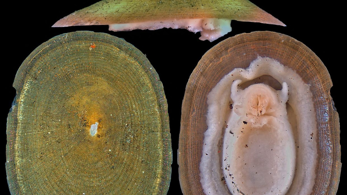 Deep-Sea Mining Threatens Over Half of Molluscs Around Hydrothermal Vents, IUCN Warns