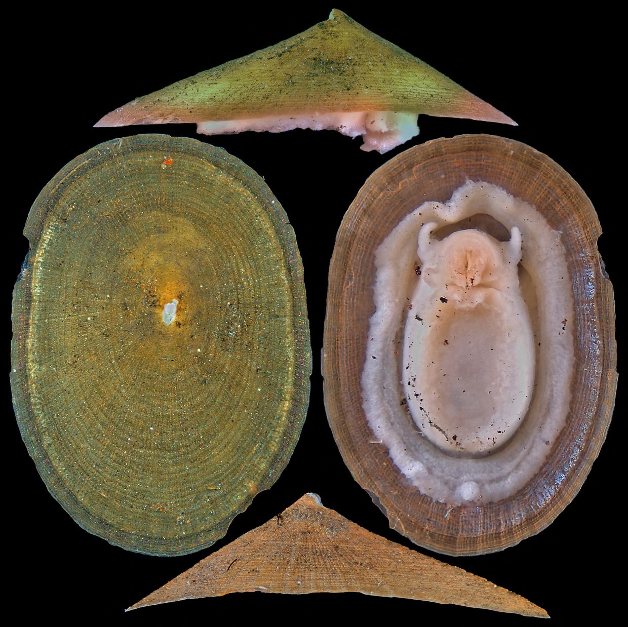 Deep-Sea Mining Threatens Over Half of Molluscs Around Hydrothermal Vents, IUCN Warns