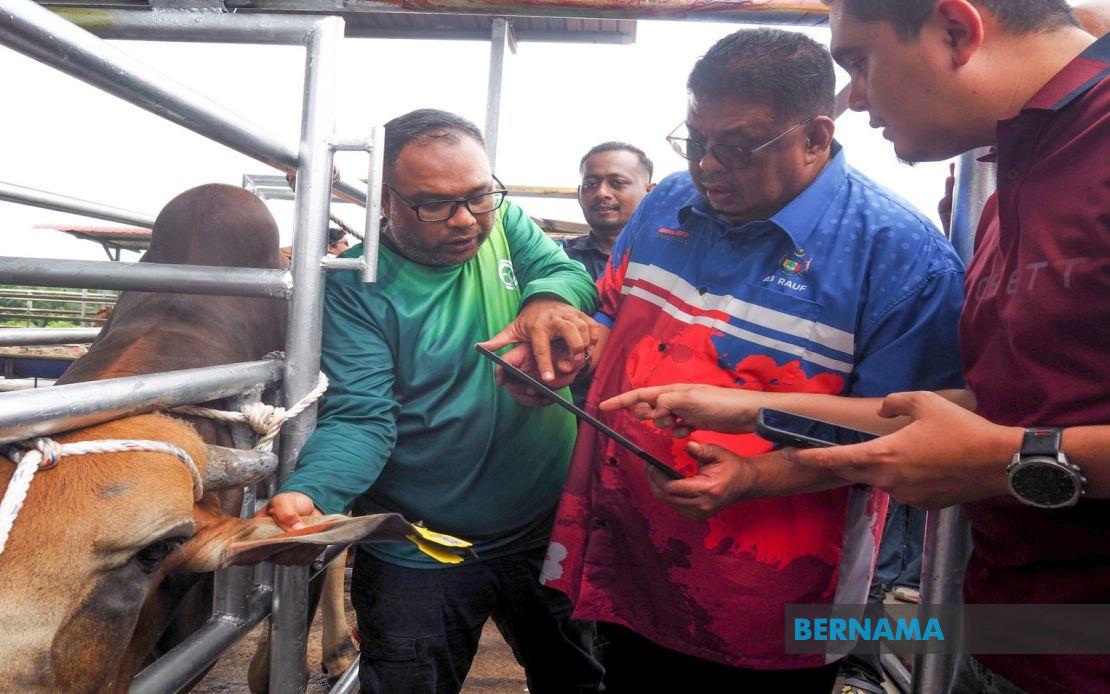 Melaka Deploys QR Tag System to Track Livestock and Reduce Road Hazards