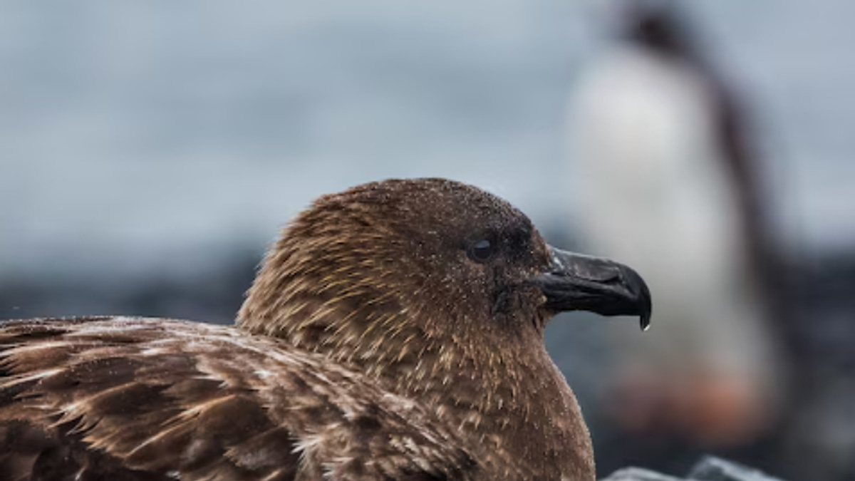 New Zealand Confirms First H5N1 Case as Bird Flu Reaches Last Continent; Endangered Species Vaccination Begins