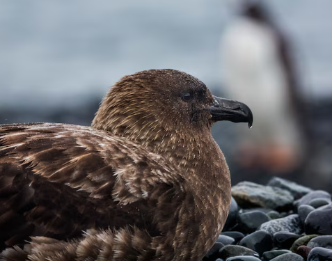 New Zealand Confirms First H5N1 Case as Bird Flu Reaches Last Continent; Endangered Species Vaccination Begins