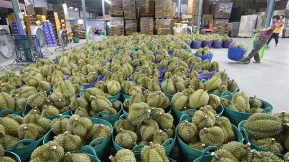 Vietnam's Durian Scandal Deepens: Deputy Agriculture Minister Arrested in Bribery Probe
