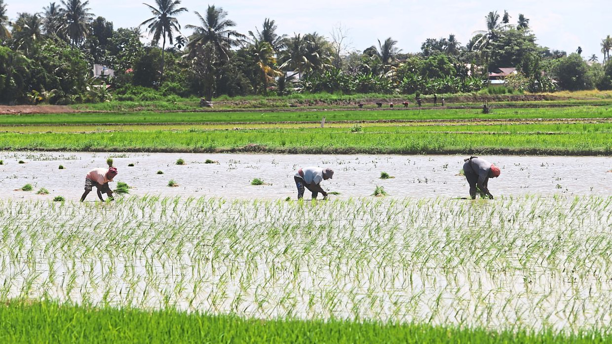 Malaysia Shields Food Prices from Middle East Turmoil Through Strategic Subsidies and Long-Term Agricultural Reform