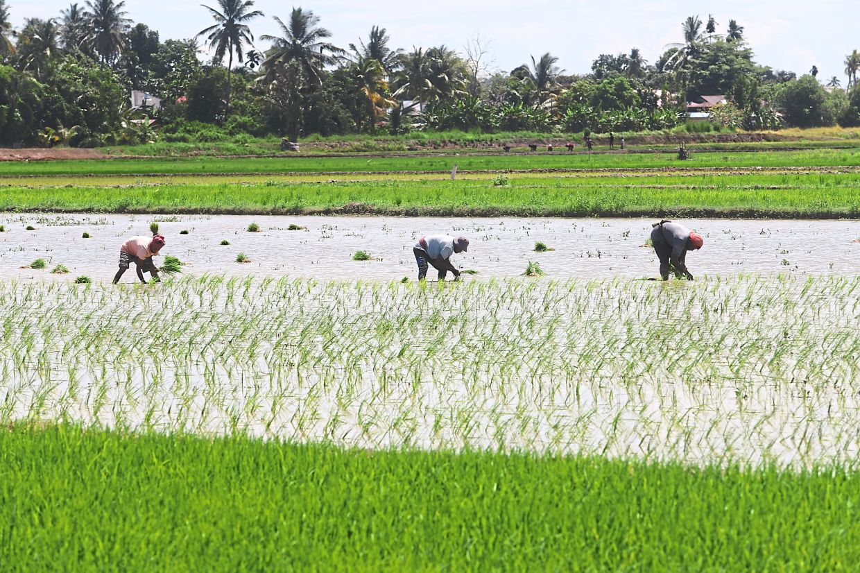 Malaysia Shields Food Prices from Middle East Turmoil Through Strategic Subsidies and Long-Term Agricultural Reform