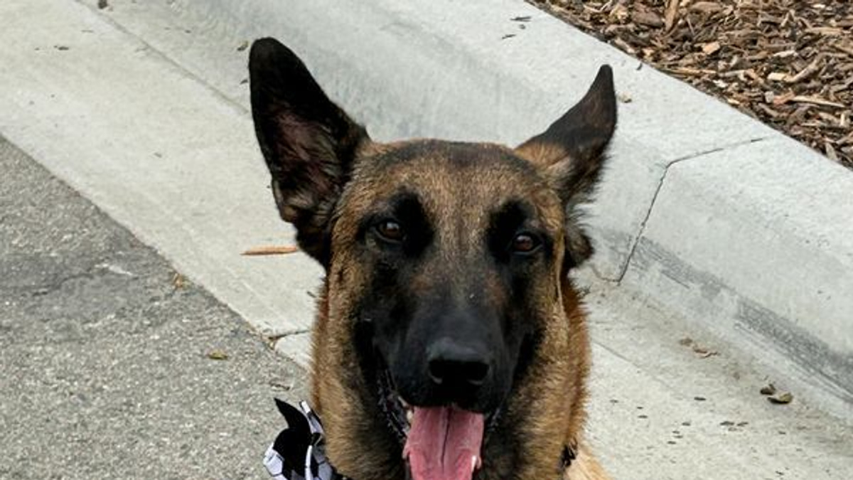 Working dogs form frontline of World Cup security across North America