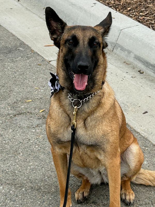 Working dogs form frontline of World Cup security across North America
