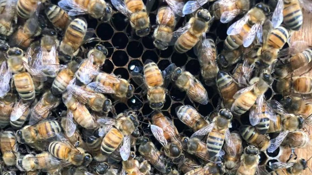 Beyond Royal Jelly: Scientists Discover the Secret 'Palace' That Creates Honeybee Queens