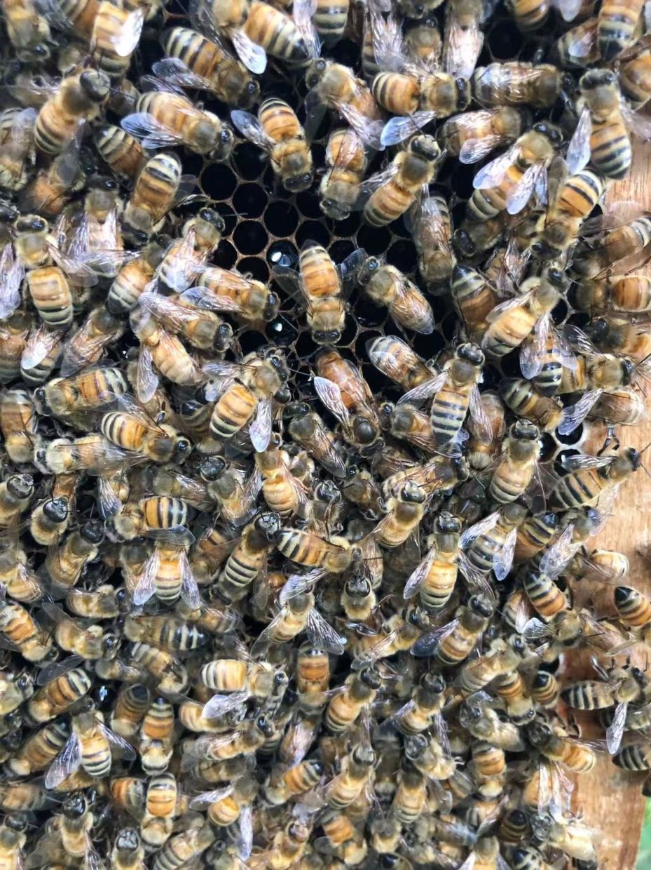 Beyond Royal Jelly: Scientists Discover the Secret 'Palace' That Creates Honeybee Queens