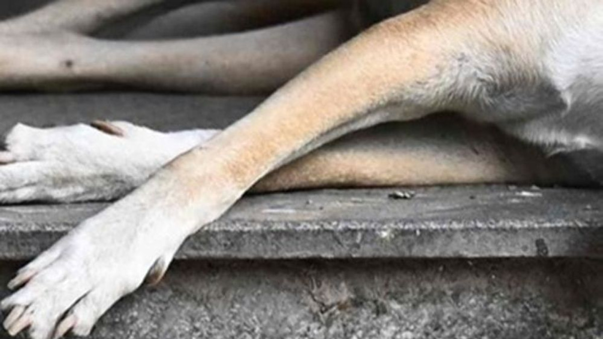 Two Klang Council Officers Under Police Scrutiny in Stray Dog Death Investigation