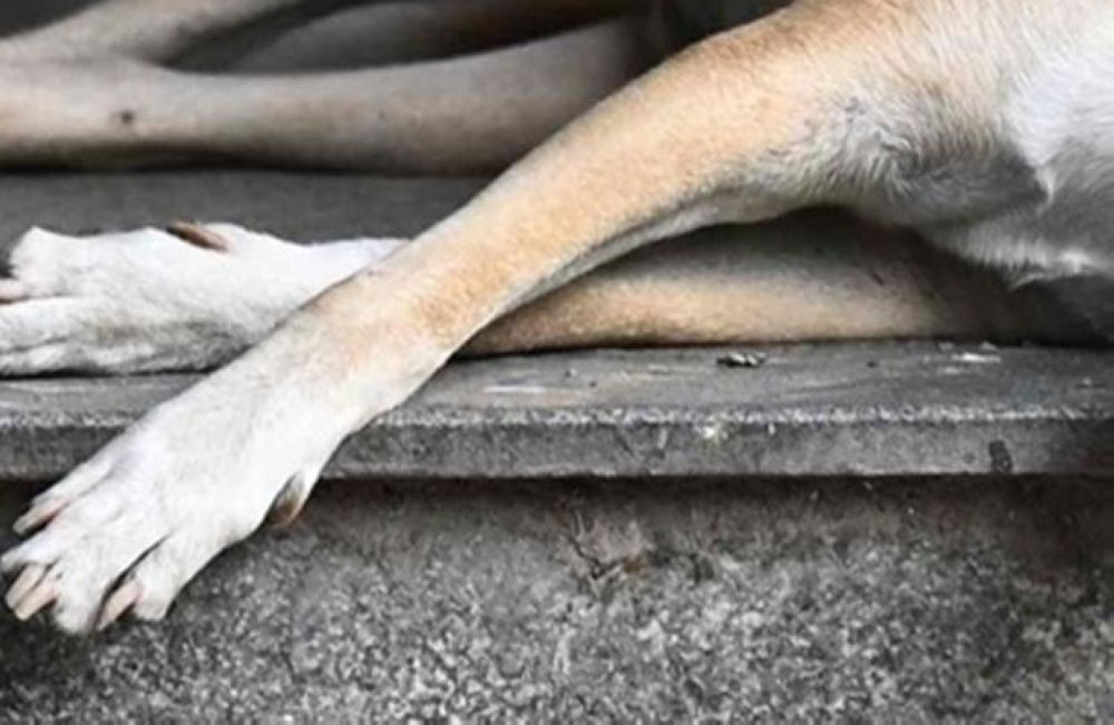 Two Klang Council Officers Under Police Scrutiny in Stray Dog Death Investigation